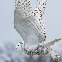 Snowy Owl