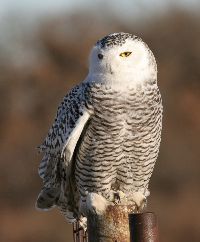 Snowy Owl sitting on a metal post by Larry Medsker