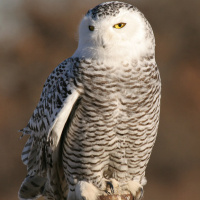 Snowy Owl