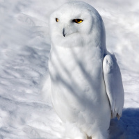 Snowy Owl