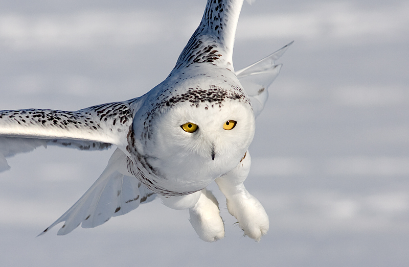 Close front view of a Snowy Owl in flight by Rachel Bilodeau