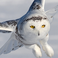 Snowy Owl