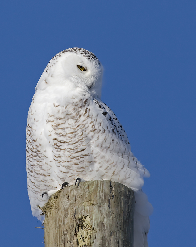Snowy Owl perched on a post looking away by Rachel Bilodeau