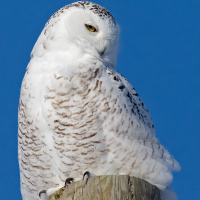 Snowy Owl