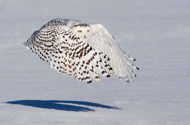 Snowy Owl flying low over the snow by Rachel Bilodeau