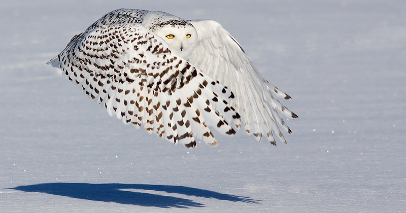 Snowy Owl (Bubo scandiacus) in flight by Rachel Bilodeau - The Owl Pages