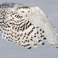 Snowy Owl