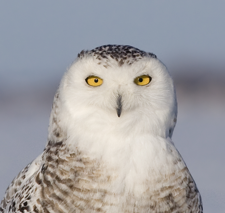 Close view of the face and chest of a Snowy Owl by Rachel Bilodeau