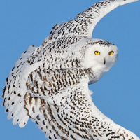 Snowy Owl