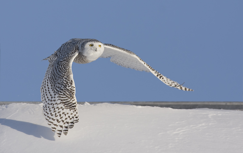 Snowy Owl flies low over a mound of snow by Rachel Bilodeau