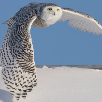 Snowy Owl