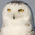 Snowy Owl