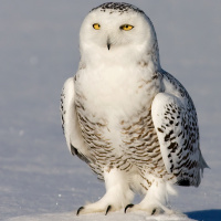 Snowy Owl