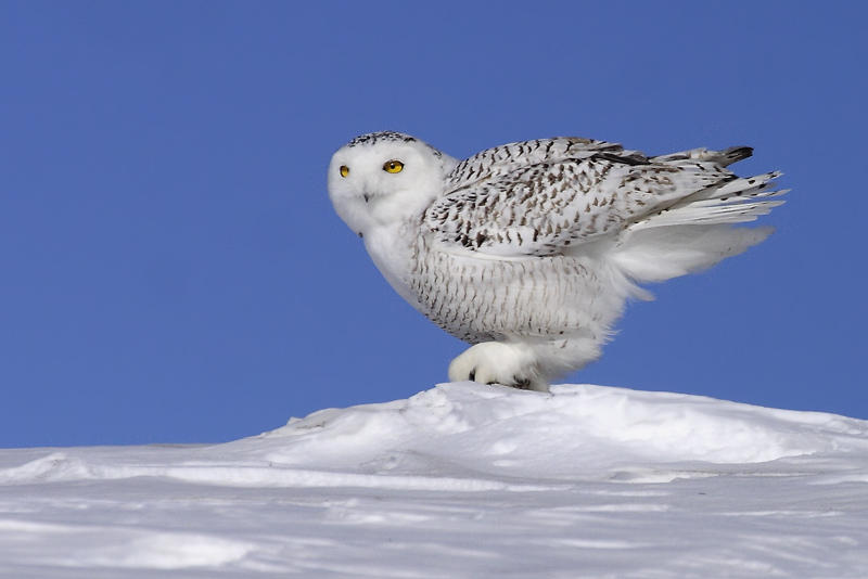 Snowy Owl looks around from a mound of snow by Rachel Bilodeau
