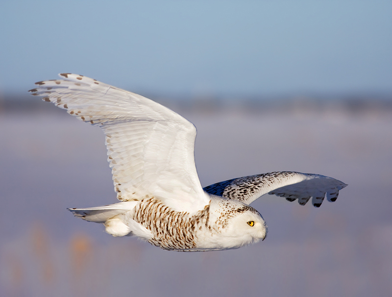 Profile view of a Snowy Owl in flight by Rachel Bilodeau