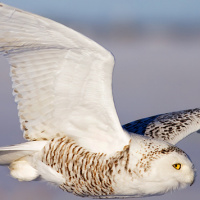 Snowy Owl