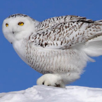 Snowy Owl