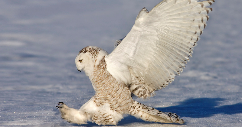 Snowy Owl (Bubo scandiacus) landing by Rachel Bilodeau - The Owl Pages