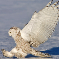 Snowy Owl