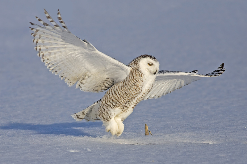 Snowy Owl near the icy ground with wings spread by Rachel Bilodeau