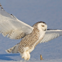 Snowy Owl