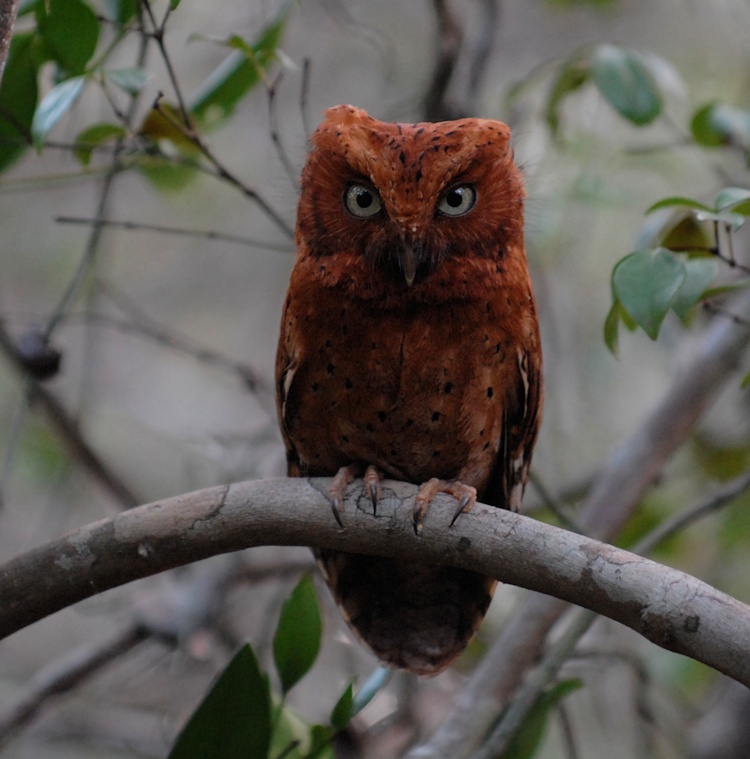 A stunning front facing Sokoke Scops Owl roosting on a branch by Edward Camilleri
