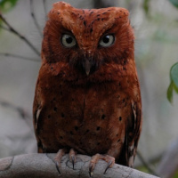 Sokoke Scops Owl