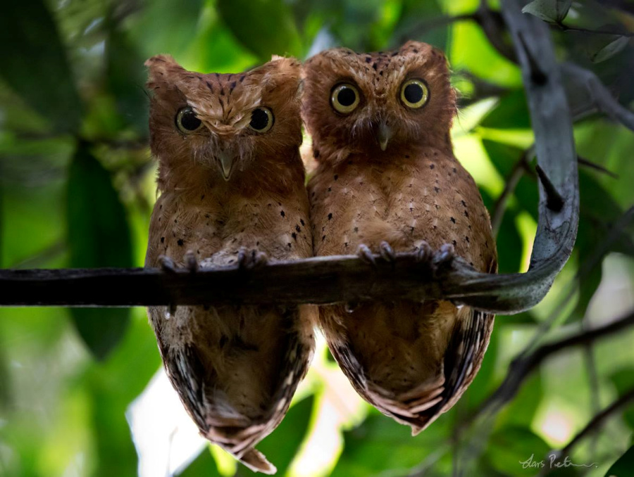 Two Sokoke Scops Owls perched together on a thorny vine by Lars Petersson