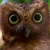 Sokoke Scops Owl