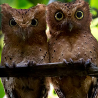 Sokoke Scops Owl