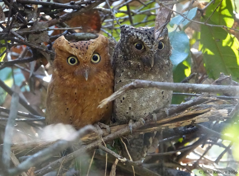 Two different coloured Sokoke Scops Owls roosting together in the scrub by Mike Kilburn