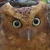 Sokoke Scops Owl