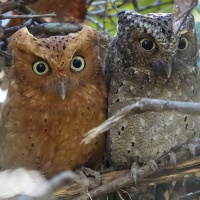 Sokoke Scops Owl