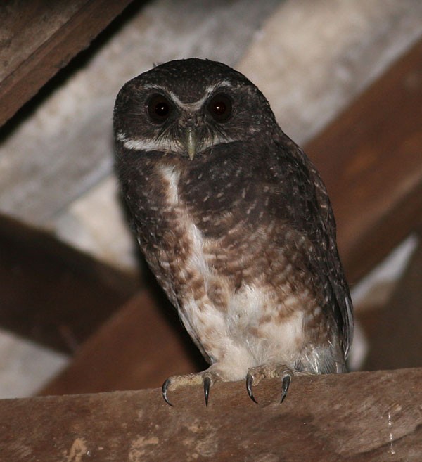 Speckled Boobook perched under the roof of a shed by Peter Ericsson