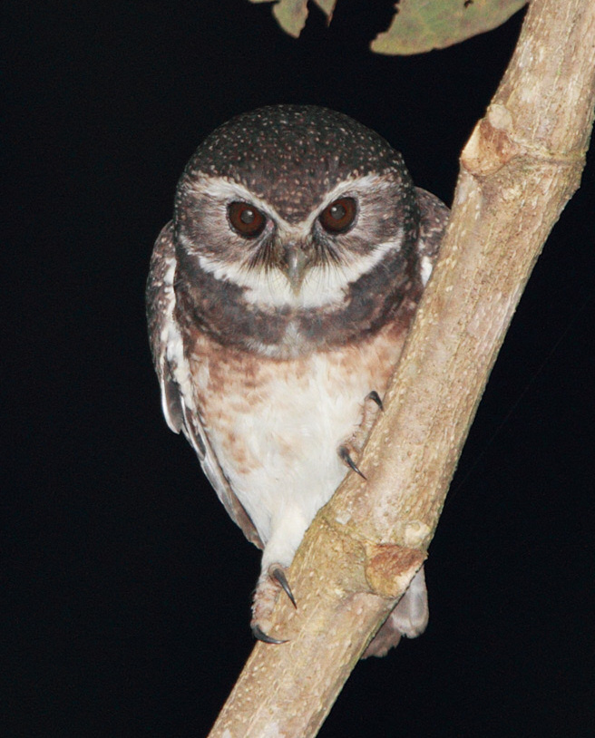 Speckled Boobook looks down from a branch at night by Rob Hutchinson