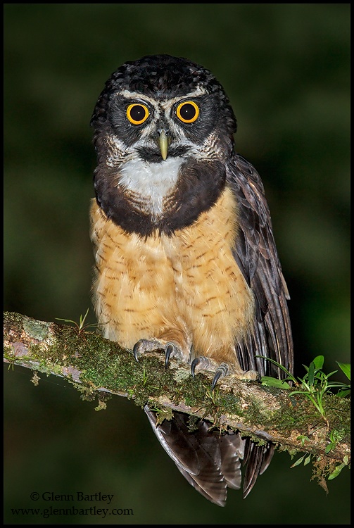 Spectacled Owl perched on a mossy branch at night by Glenn Bartley