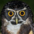 Spectacled Owl