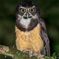 Spectacled Owl