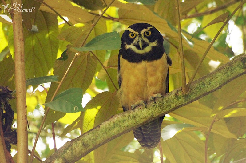 Spectacled Owl at roost under big leaves by Johanna Murillo