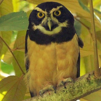 Spectacled Owl