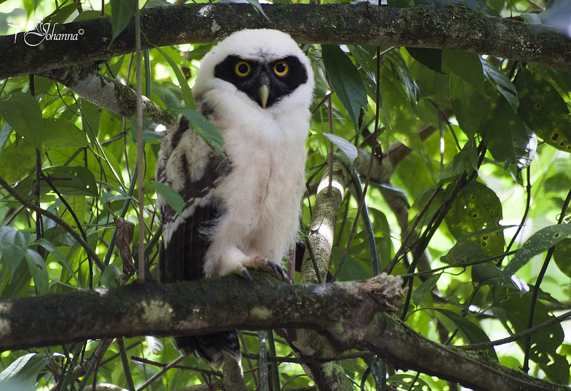 Young Spectacled Owl roosting among the leaves by Johanna Murillo
