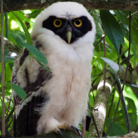 Spectacled Owl