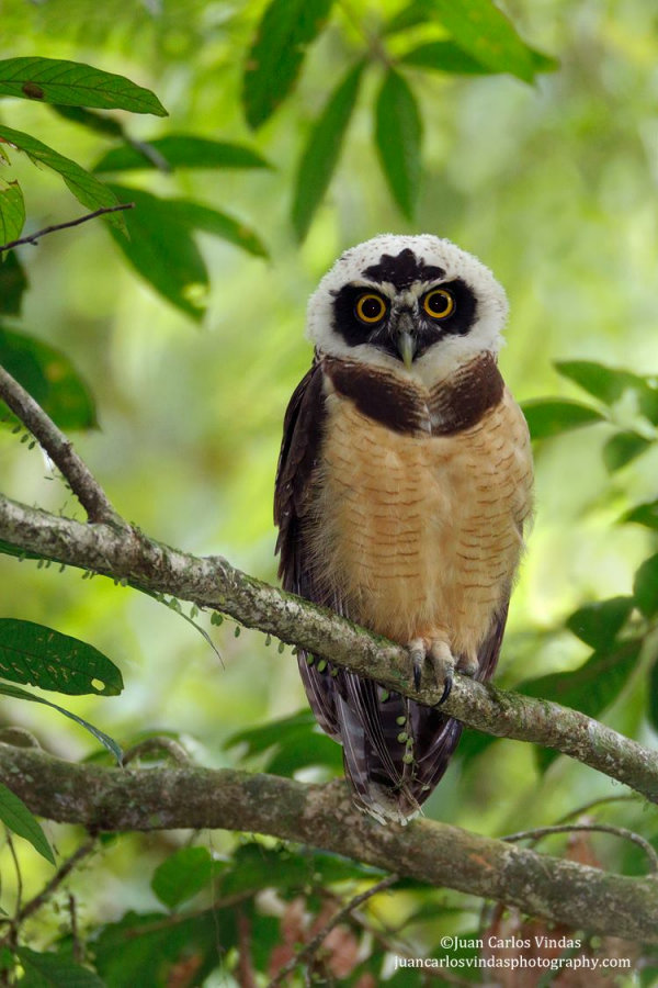 A young Spectacled Owl perched on a branch in the daytime by Juan Carlos Vindas