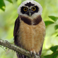 Spectacled Owl