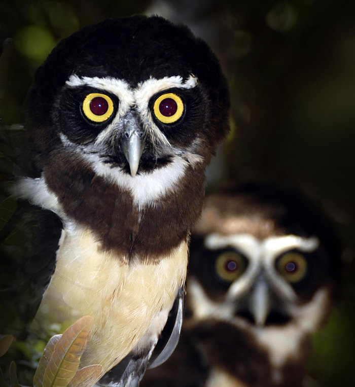 Close view of a Spectacled Owl with another behind it by Nunes D'Acosta