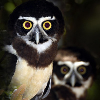 Spectacled Owl