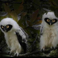 Spectacled Owl