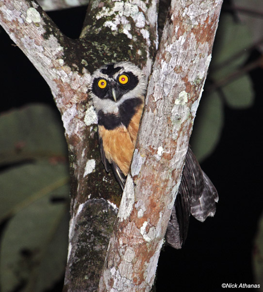 Young Spectacled Owl in the fork of a tree at night by Nick Athanas