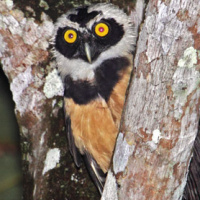 Spectacled Owl