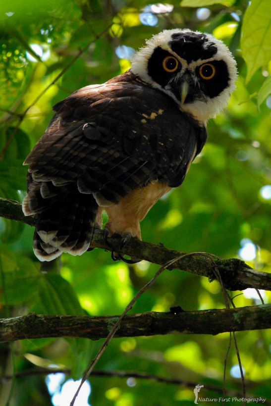 Rear view of a young Spectacled Owl looking back at us by Nature First Photography